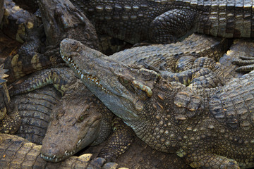 Crocodiles in water