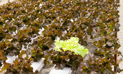 Organic hydroponic vegetable