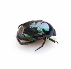 Leaf beetle