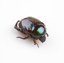 Leaf beetle