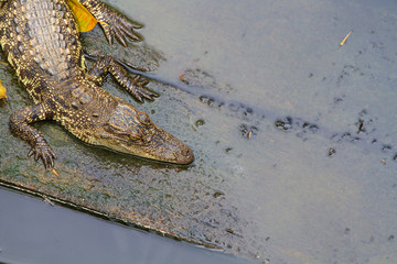 Crocodiles in water