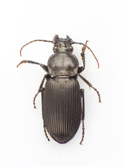 Trictenotomidae