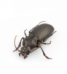 Trictenotomidae