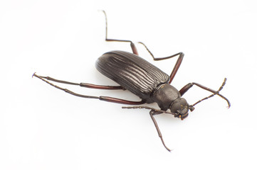 Carabidae