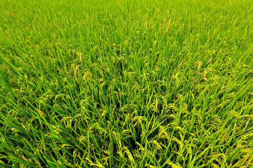 rice field