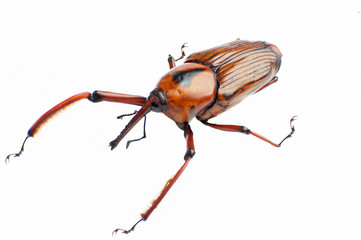 Snout beetle