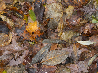 frozen leaves on the ground