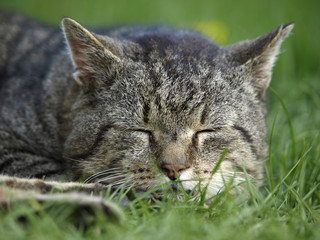 Cat sleeping in the grass