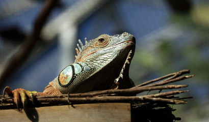 Fototapeta premium igane rouge perché