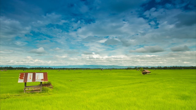 Rice farm in Thailand : Time lapse