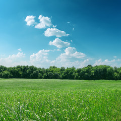 green grass with tree and cloudy sky