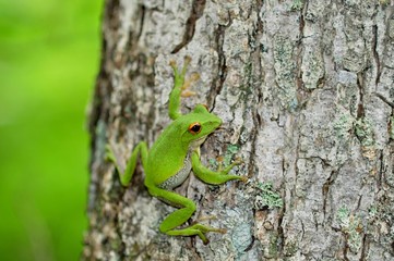 モリアオガエル