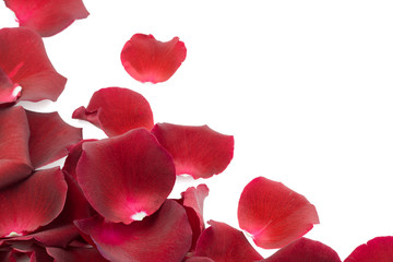 Red rose petals