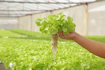 Fresh hydroponic vegetable on hand  in a garden. - obrazy, fototapety, plakaty