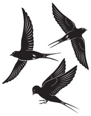 bird swallow