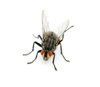 A macro of  fly