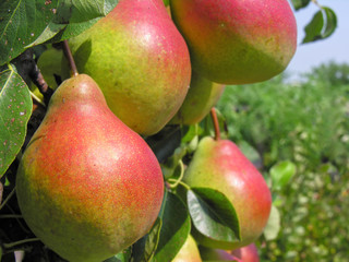 close-up of ripe pears