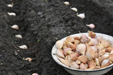 close-up of garlic in planting process