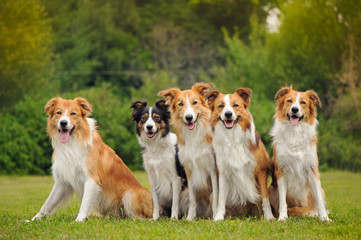 group of five happy dogs border collie - obrazy, fototapety, plakaty