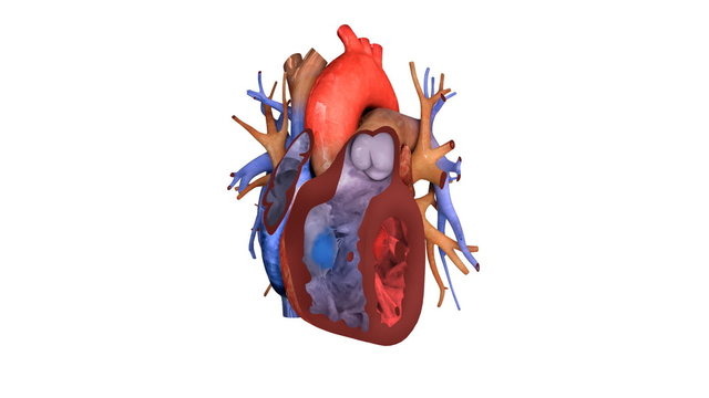 heart with blood action close up animation
