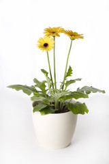 Gerberas