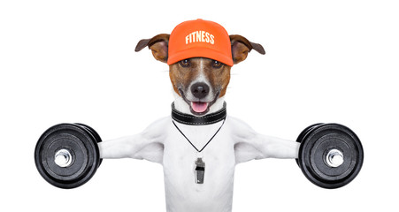 fitness dog