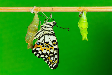 Lime butterfly (Papilio demoleus malayanus)