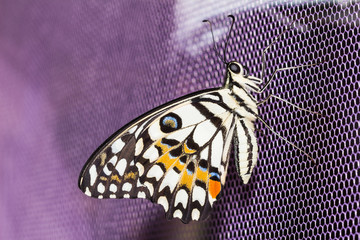 Obraz premium Lime butterfly (Papilio demoleus malayanus)