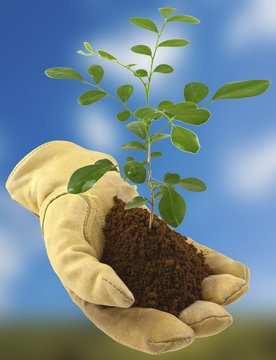 planter un arbre