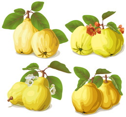 set of ripe quinces