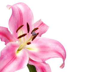 Fototapeta na wymiar pink flower with white background