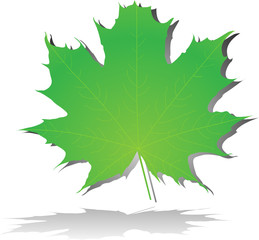 Green maple leaf isolated on a white background.
