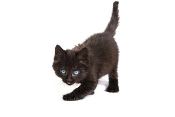 Cute black kitten on  a white background