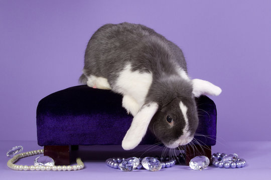 Glamour mini-lop rabbit