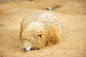 animal-sheep-001