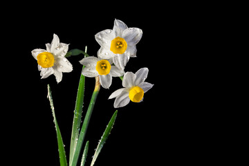 daffodils wet