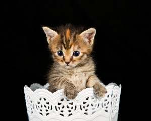 Kitten wanting to get out of white basket