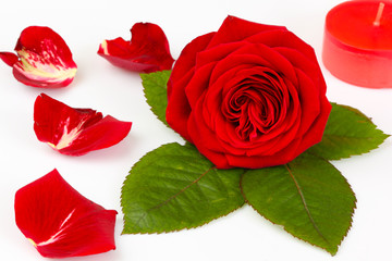 Wellness / Rose mit Rosenblüten auf weißem Hintergrund