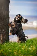 cocker spaniel jump and look at the camera