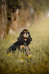 american cocker spaniel sitting in autumn