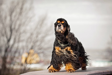 american cocker spaniel stay