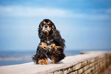 american cocker spaniel goes in the sky