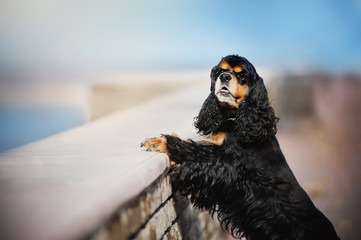 american cocker spaniel posing