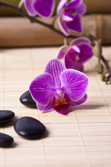 orquídea y piedras