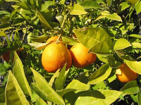 Naranjas en la naturaleza.
