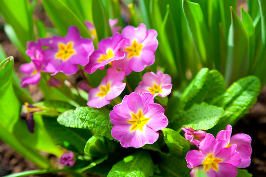 Perennial primrose or primula in the spring garden..