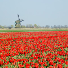 Obraz na płótnie Canvas Wiatrak z pola tulipanów niedaleko Ooster Egalementsloot kanału, Neth
