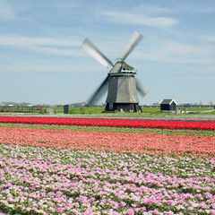 windmill with tulip field near Sint-Maartens-vlotbrug, Netherlan