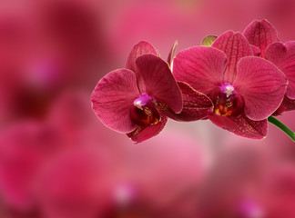 pink orchid flower close-up isolated on white