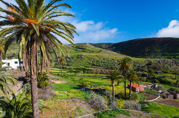 Palm tree field rural view, Arure, La Gomera, Canary Islands